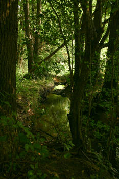 Creek in the Forest 1