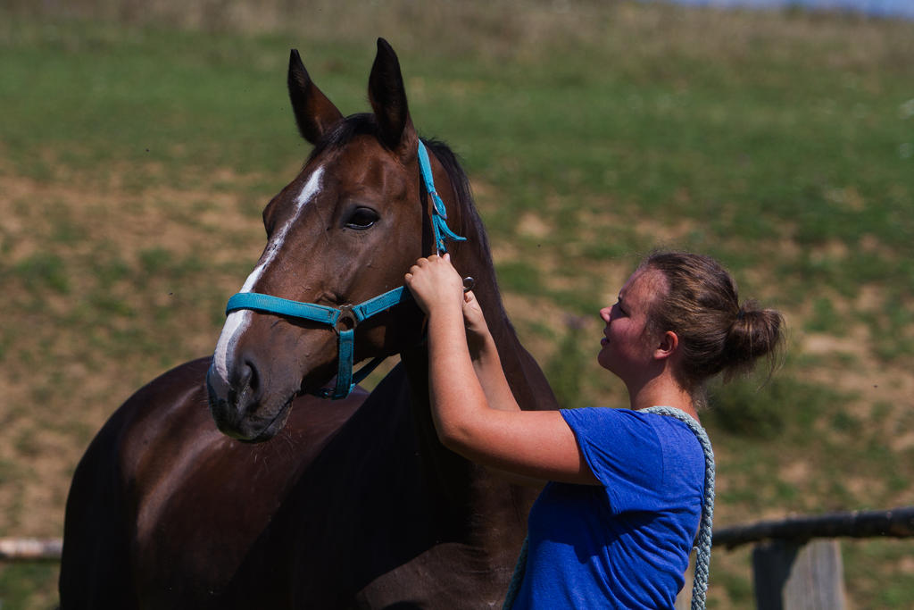 Putting on a Halter