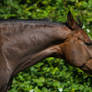 Bay Mare on Pasture Portrait 19