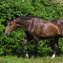 Warmblood Mare Walk