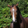 Bay Mare on Pasture Portrait 10