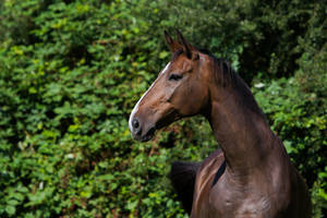 Bay Mare on Pasture Portrait 3