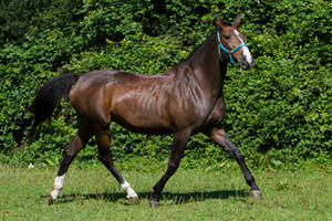 Heavy Warmblood Mare Trotting