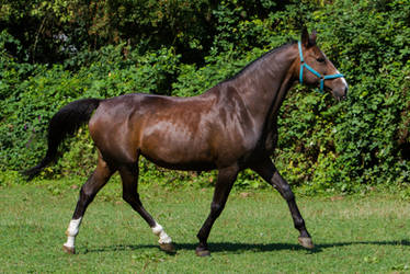 Heavy Warmblood Mare Trotting