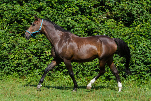 Heavy Warmblood Mare Trotting