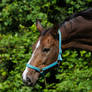 Bay Mare on Pasture Portrait 1