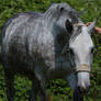 Beautiful Dappled Grey Mare on Paddock 10