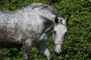 Beautiful Dappled Grey Mare on Paddock 7