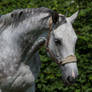 Beautiful Dappled Grey Mare on Paddock 25