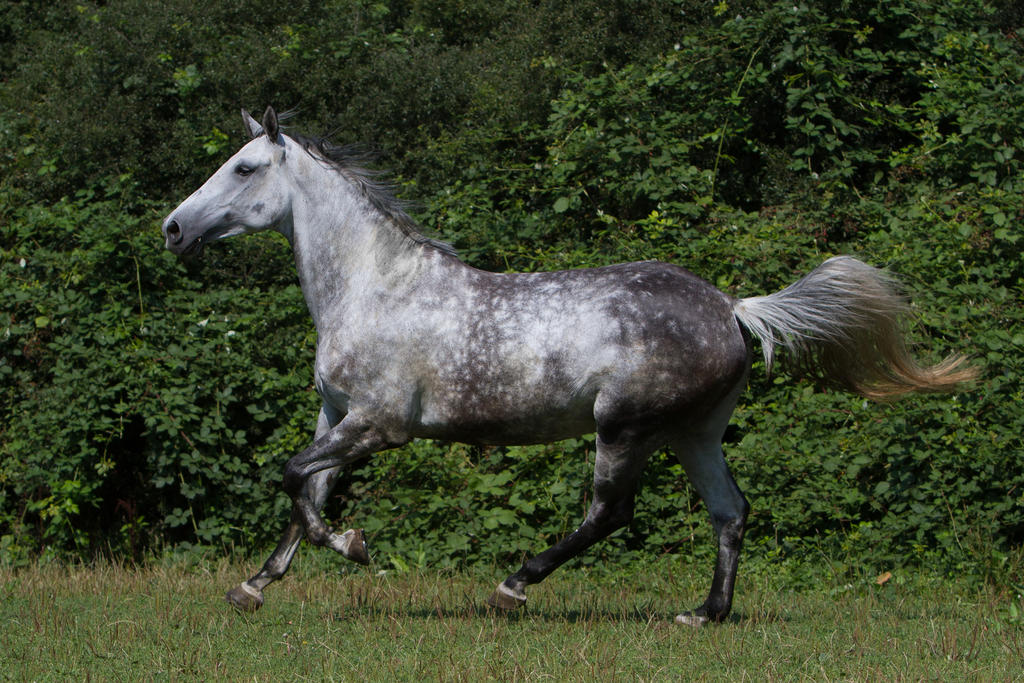 beautiful_dappled_grey_mare_on_paddock_42_by_luda_stock_d96yxcz-fullview.jpg?token=eyJ0eXAiOiJKV1QiLCJhbGciOiJIUzI1NiJ9.eyJzdWIiOiJ1cm46YXBwOjdlMGQxODg5ODIyNjQzNzNhNWYwZDQxNWVhMGQyNmUwIiwiaXNzIjoidXJuOmFwcDo3ZTBkMTg4OTgyMjY0MzczYTVmMGQ0MTVlYTBkMjZlMCIsIm9iaiI6W1t7ImhlaWdodCI6Ijw9NjgzIiwicGF0aCI6IlwvZlwvYzFkN2U2NmQtNGZkYy00NGZlLWFiNWYtOWI4ODI3NjBhZDY5XC9kOTZ5eGN6LTU4NDc1ZjdlLWU1ZTgtNDIwMi1iY2MxLThlYjcwMmJkMzlkMS5qcGciLCJ3aWR0aCI6Ijw9MTAyNCJ9XV0sImF1ZCI6WyJ1cm46c2VydmljZTppbWFnZS5vcGVyYXRpb25zIl19.SyxgaiZ7zOHbDhzuvRFS30ykcosuM6eicSEefyXdAFg