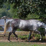 Beautiful Dappled Grey Mare on Paddock 35