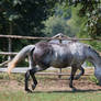 Beautiful Dappled Grey Mare on Paddock 33