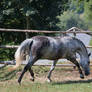 Beautiful Dappled Grey Mare on Paddock 32