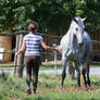 Beautiful Dappled Grey Mare on Paddock 2