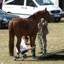 Horse Trailer Loading Handling Preparation Stock24