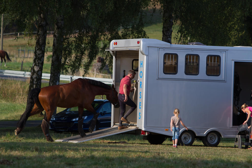 Horse Trailer Loading Handling Preparation Stock13