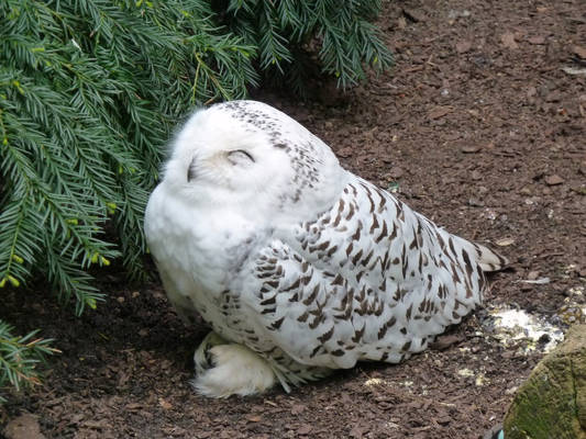 Snowy owl female- Schneeeule