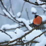 Bullfinch stretching