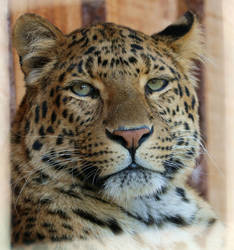 North-Chinese leopard