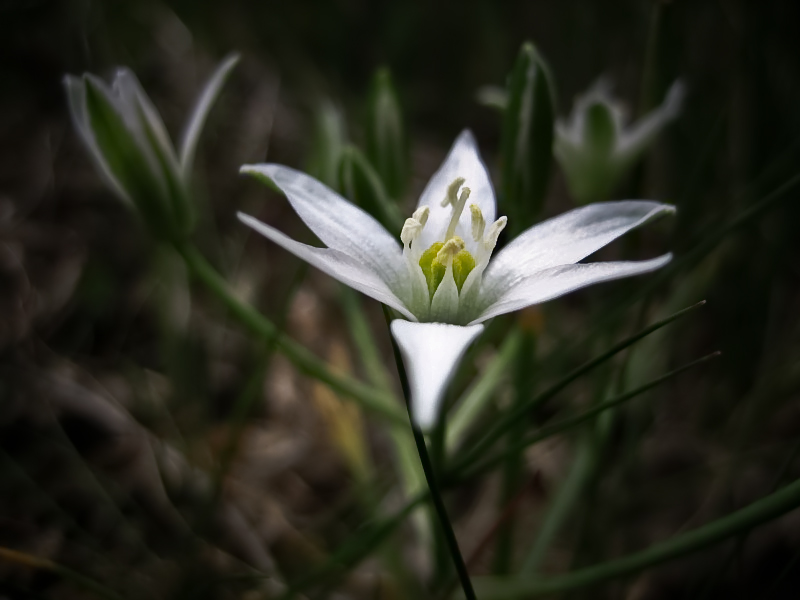 Wild flower