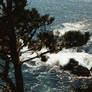 tree and water stock