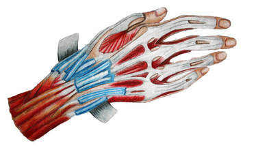 Medical Drawing - Hand