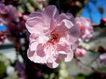 Cherry Blossom I by SnarkyWantsChai