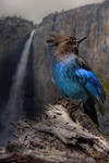 Steller's Jay at Yosemite Falls by AugenStudios