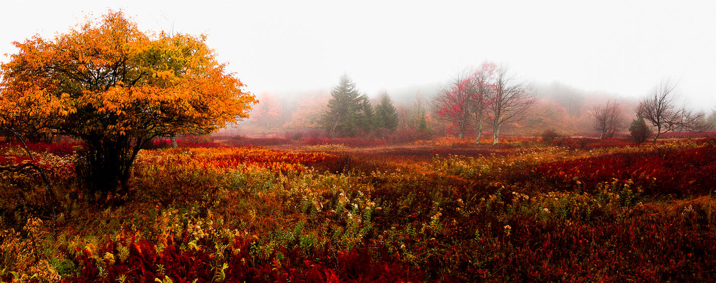 Now in the Smithsonian: Autumn in Dolly Sods