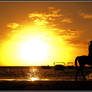 Horse at beach in Mauritius.