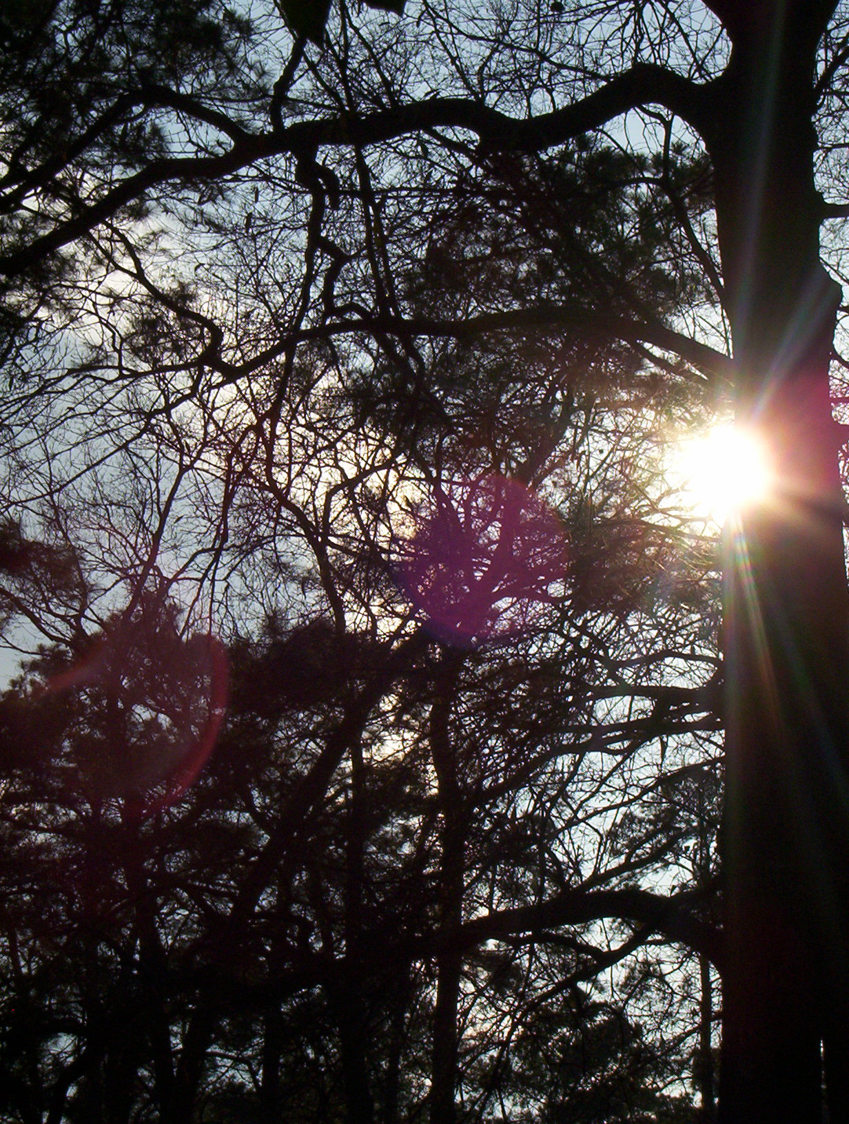 trEE sIlhOUEttE