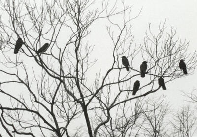 Seven Crows