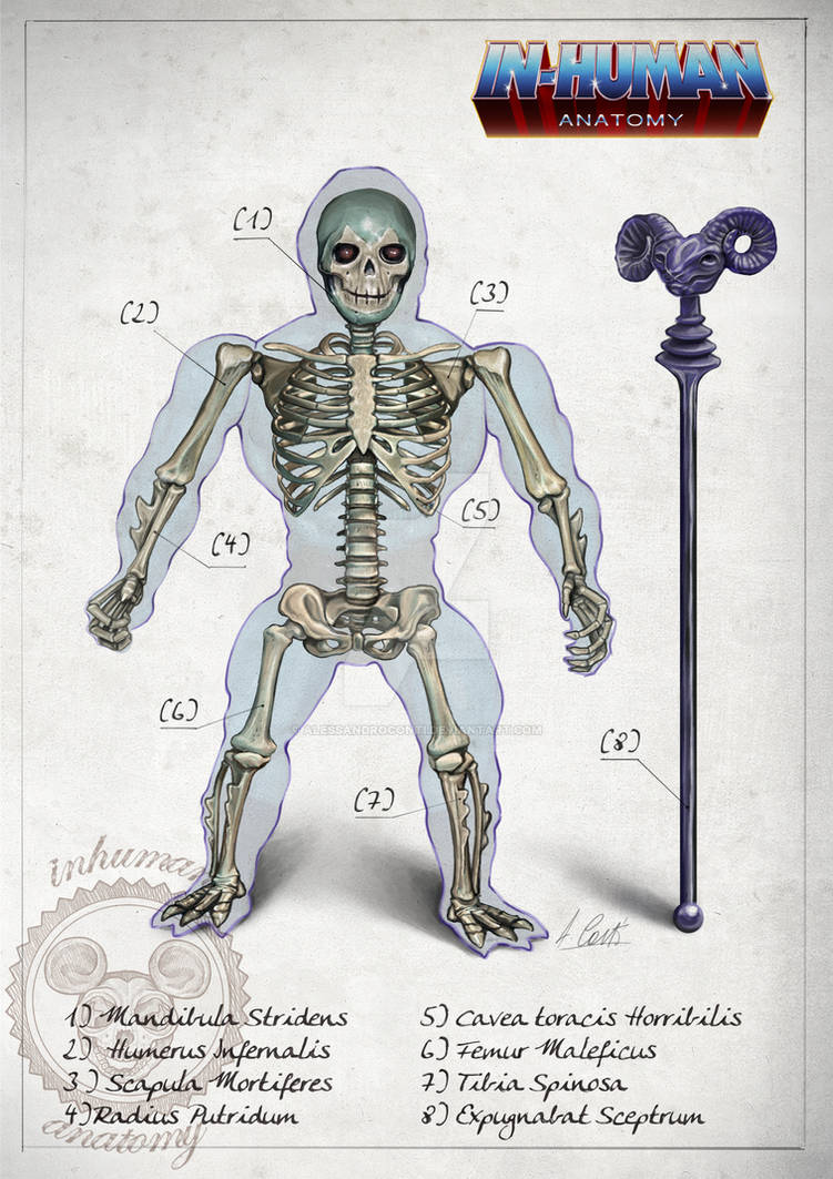 SKELETOR skeleton system anatomy