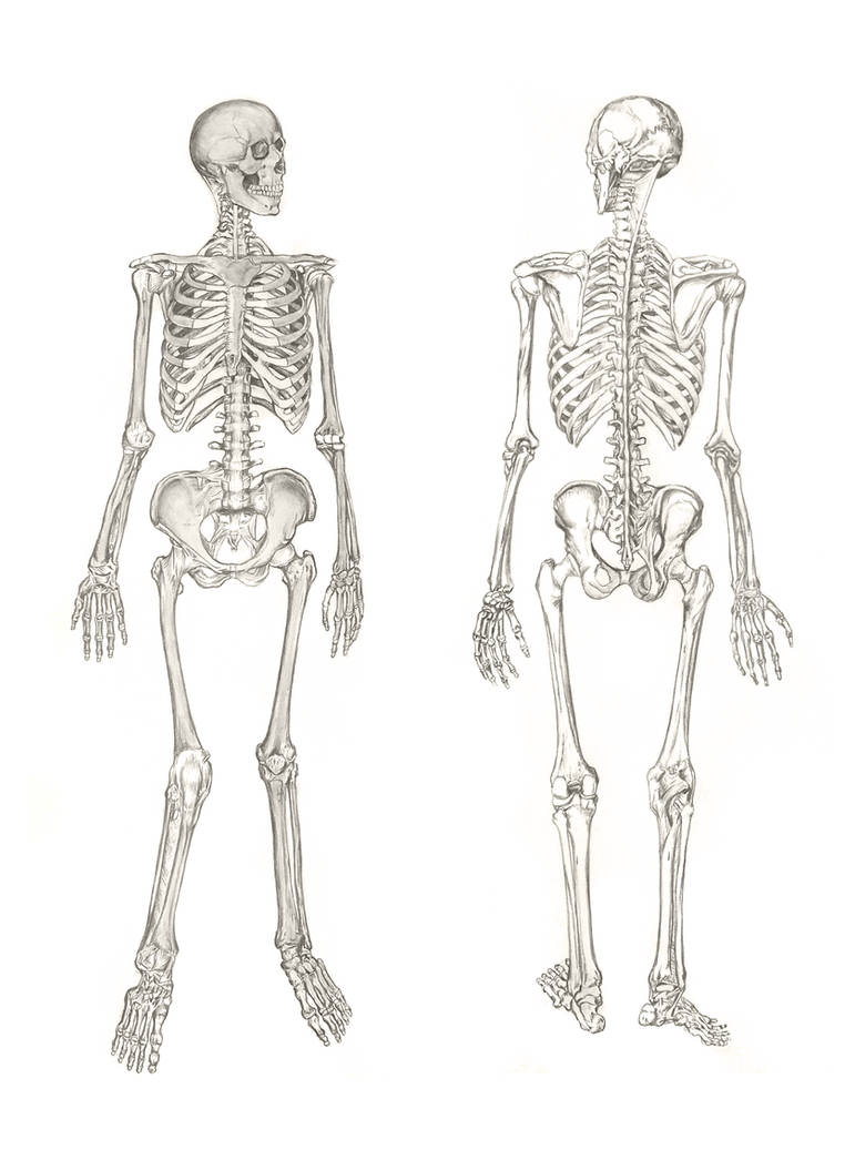 Bone works. Скелет человека анатомия без подписей. Скелет человека без надписей. Человек без скелета.