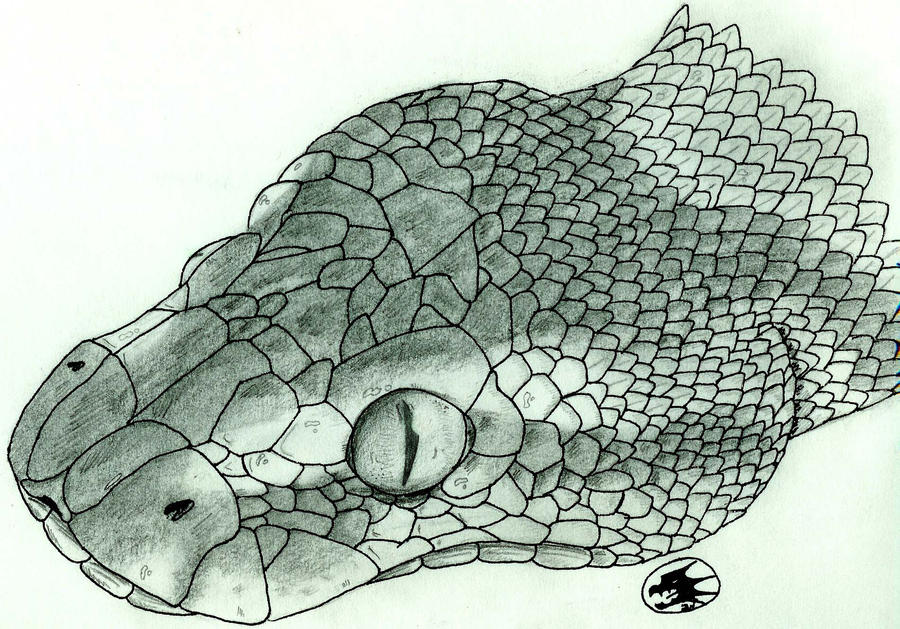 ball python by Dracoe19 on DeviantArt