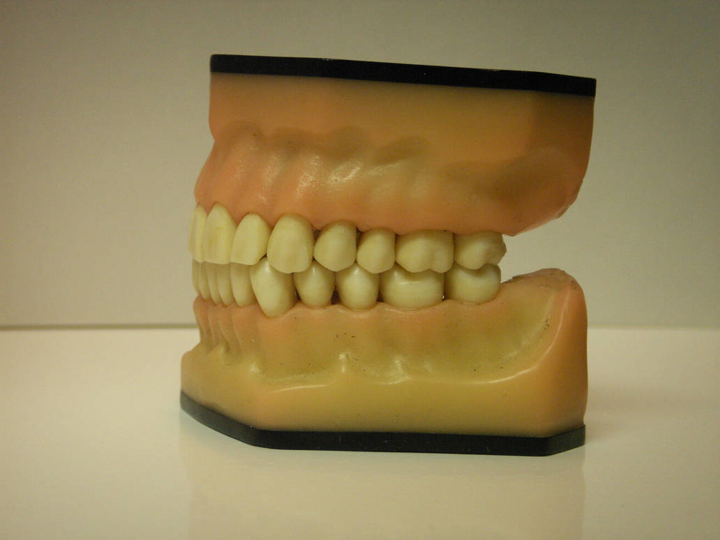 Left Side Tooth Teeth Left Side by Ellidegg on DeviantArt