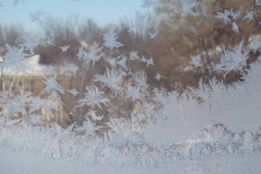 Snow Flower