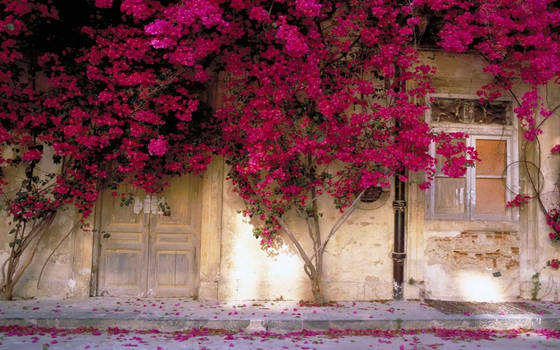 Flowers Window Panes Pink Flowers 