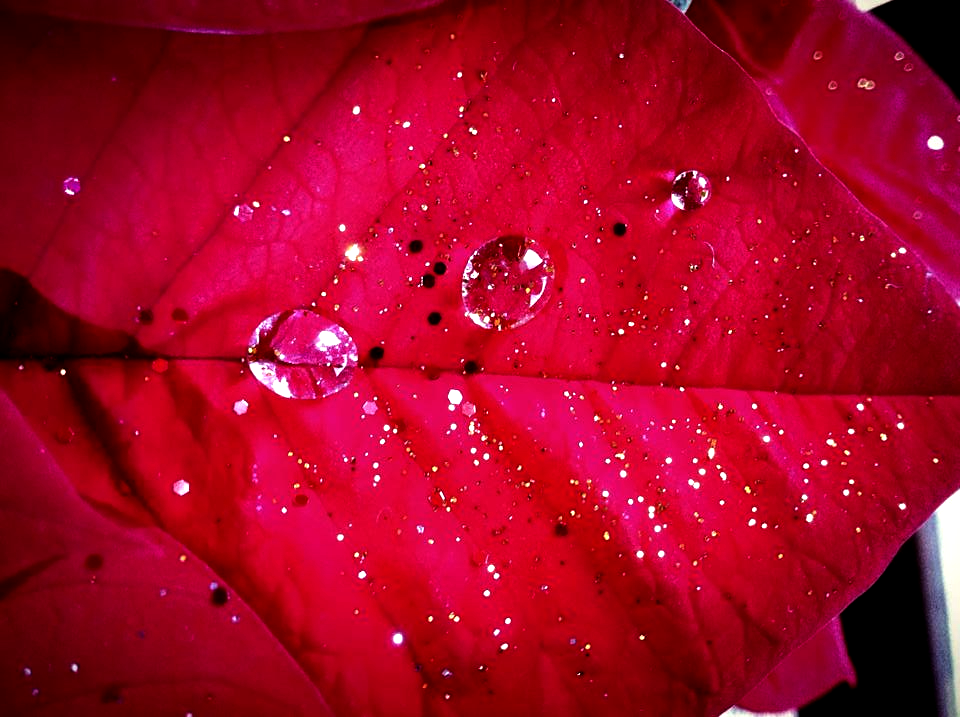 Christmas Flower