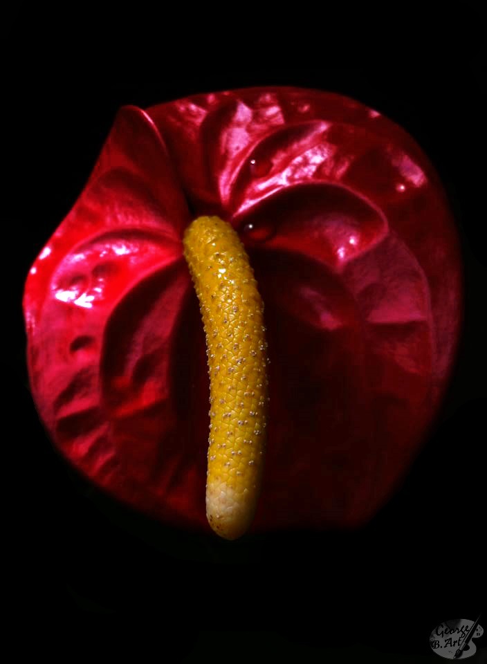 Anthurium