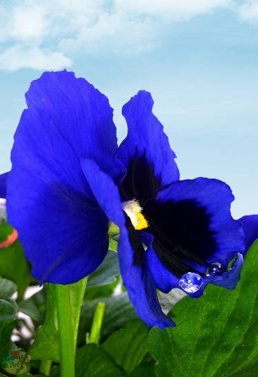 Pansy Flower