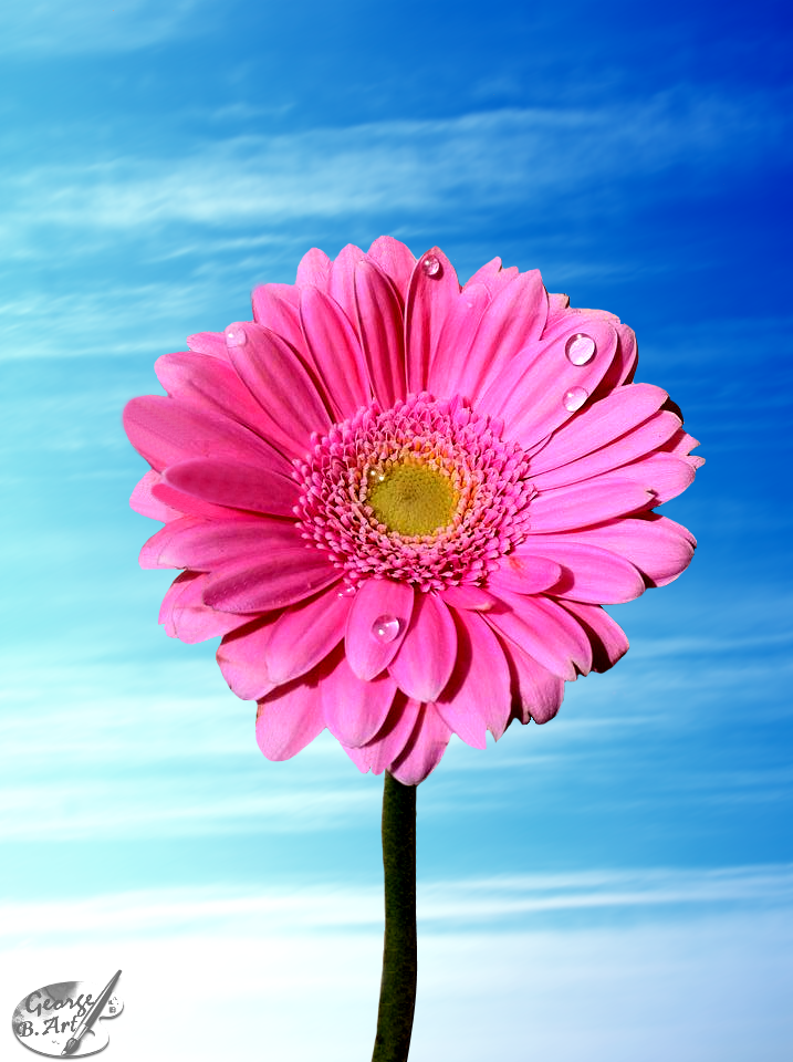 Gerbera