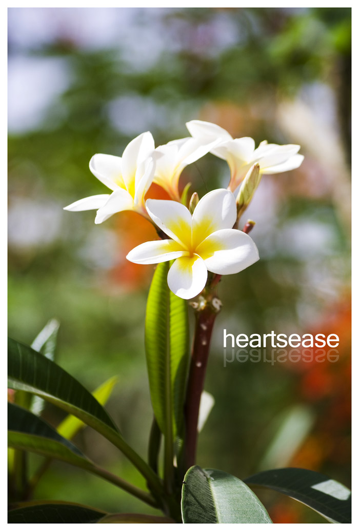 heartsease