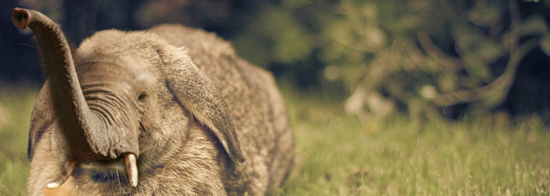 Elephant rabbit - conjunction animals