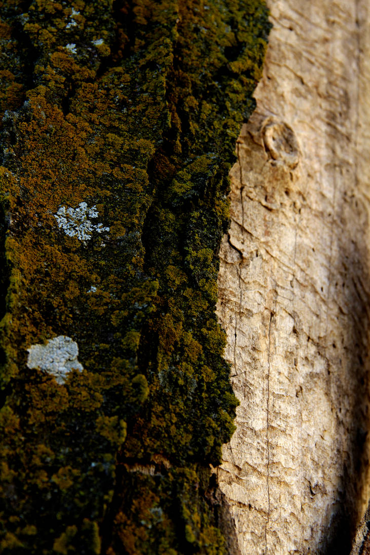 Tree Textures by KCCreations on DeviantArt