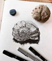 Seashell - liner drawing