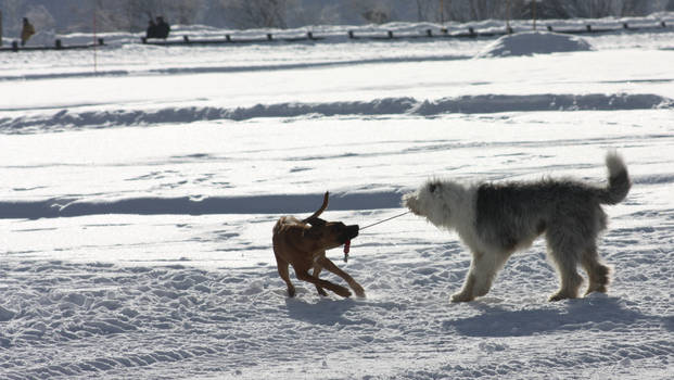 Livigno IV - Dogs