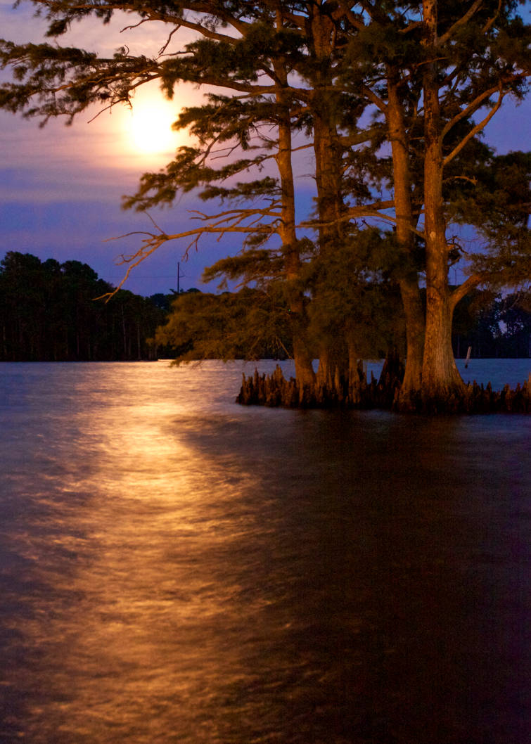 Dram Tree, in Color by CMilesBaker on DeviantArt