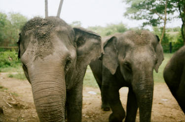 Elephants 3