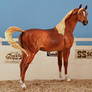 Chestnut arabian stallion